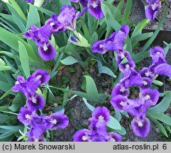 Iris hort. Double Lament