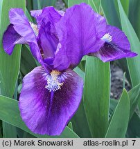 Iris hort. Double Lament