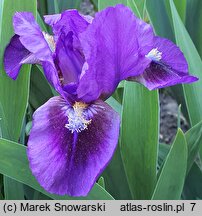 Iris Double Lament