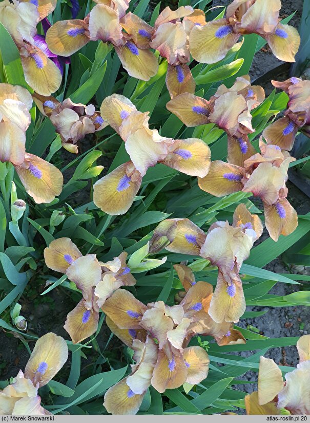 Iris hort. Gingerbread Man