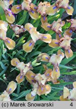 Iris hort. Gingerbread Man