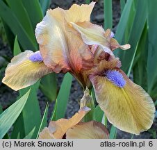 Iris hort. Gingerbread Man