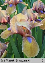 Iris hort. Gingerbread Man