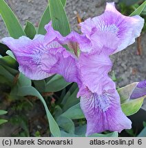Iris hort. Fairy Ballet