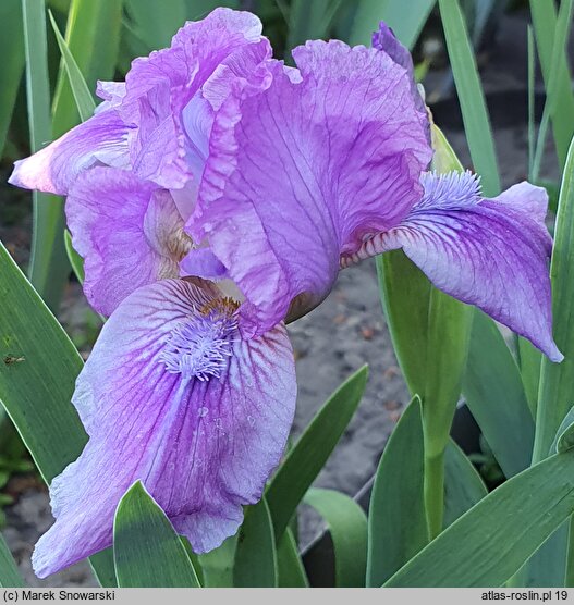 Iris hort. Fairy Ballet
