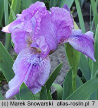 Iris hort. Fairy Ballet
