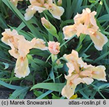 Iris hort. Lenna M