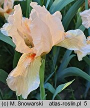 Iris hort. Lenna M