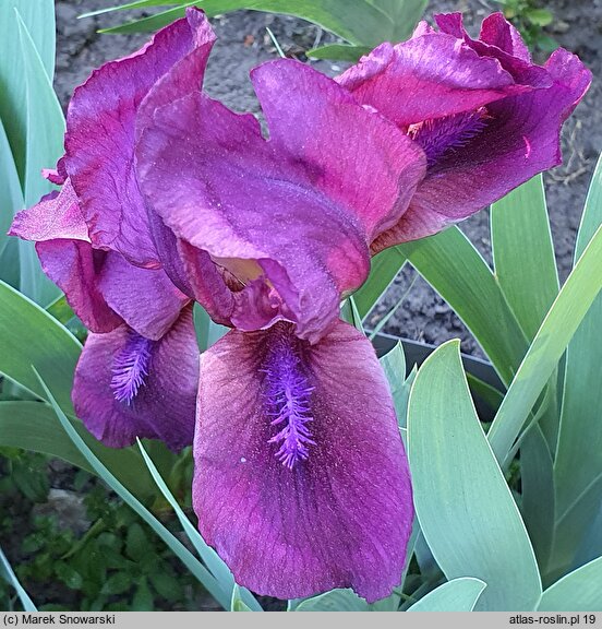 Iris hort. Cherry Garden