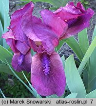 Iris hort. Cherry Garden