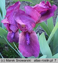 Iris Cherry Garden