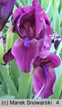 Iris hort. Cherry Garden