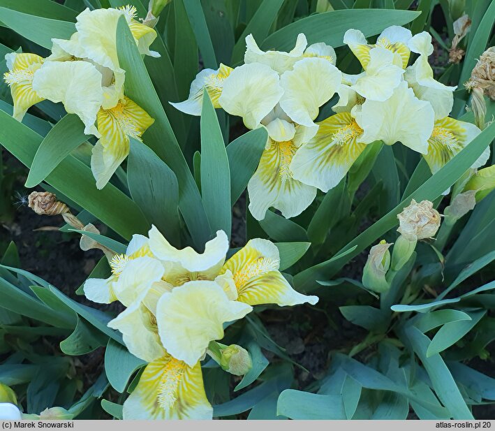 Iris hort. Forest Light