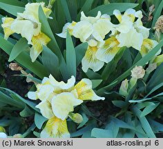 Iris hort. Forest Light