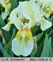 Iris hort. Forest Light