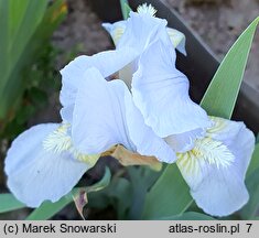 Iris hort. Hilmteich