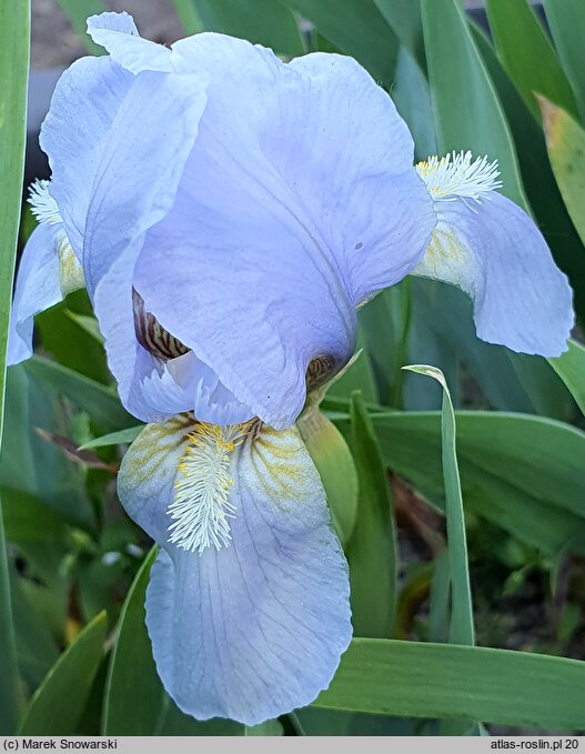 Iris hort. Hilmteich