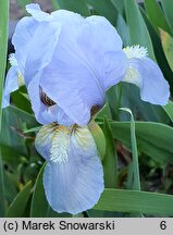 Iris hort. Hilmteich