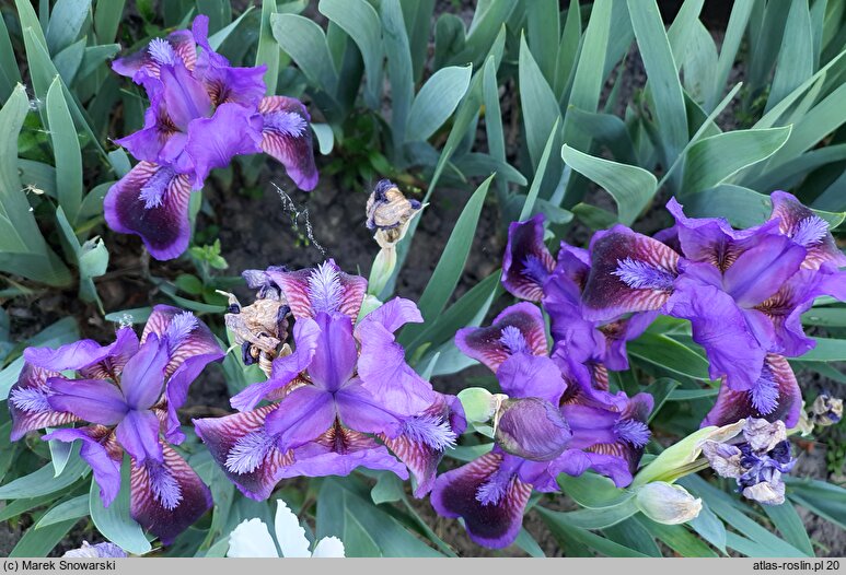 Iris hort. Derring-Do