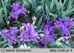 Iris hort. Derring-Do