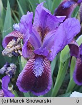Iris hort. Derring-Do