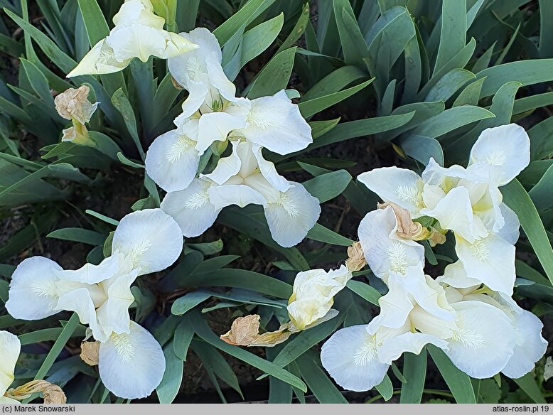 Iris hort. Lilli-White