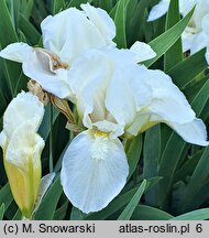 Iris hort. Lilli-White