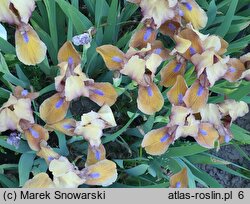 Iris hort. Gingerbread Man