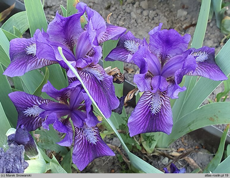 Iris hort. Little Shadow