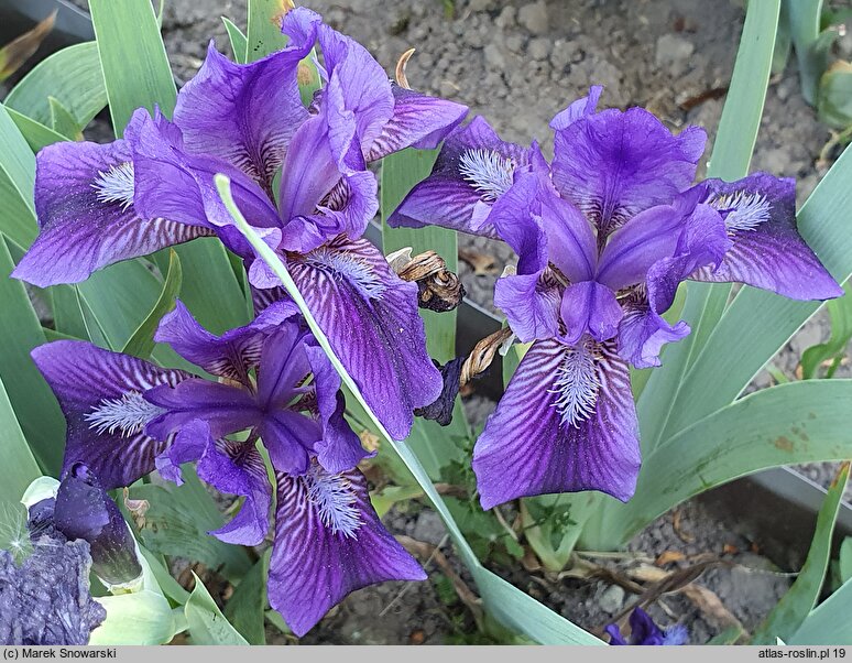 Iris Little Shadow