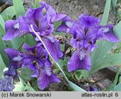 Iris hort. Little Shadow