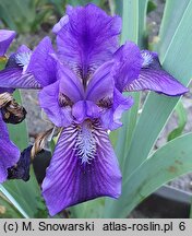 Iris hort. Little Shadow