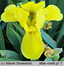 Iris hort. Baria