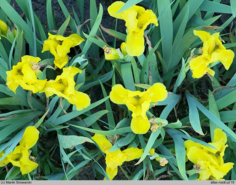 Iris hort. Baria