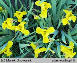 Iris hort. Baria