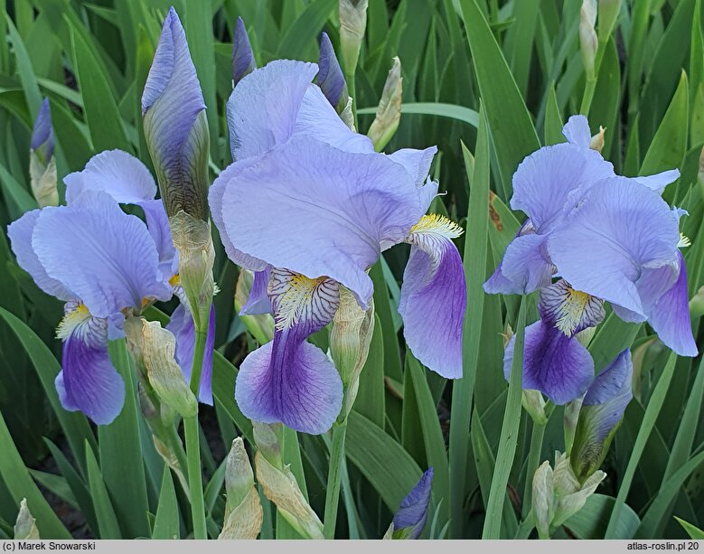 Iris hort. Walhalla