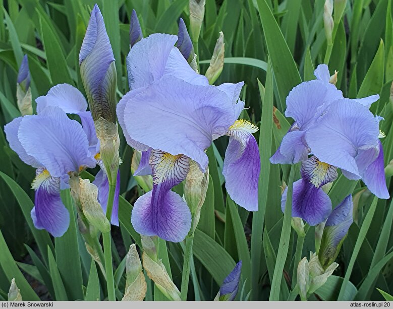 Iris Walhalla