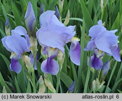 Iris hort. Walhalla