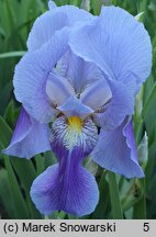 Iris hort. Walhalla