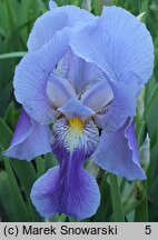 Iris Walhalla