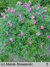 Paeonia veitchii (piwonia Veitcha)