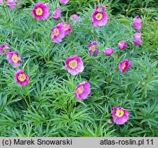 Paeonia veitchii (piwonia Veitcha)