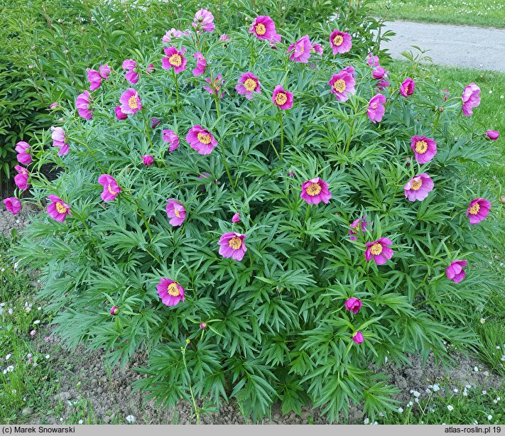 Paeonia veitchii (piwonia Veitcha)