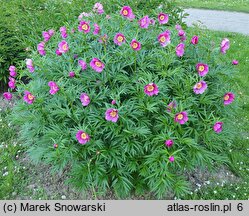 Paeonia veitchii (piwonia Veitcha)