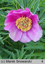 Paeonia veitchii (piwonia Veitcha)