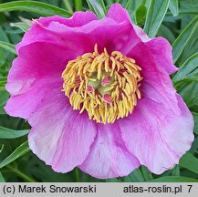 Paeonia veitchii (piwonia Veitcha)