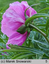 Paeonia veitchii (piwonia Veitcha)