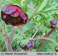 Paeonia delavayi (piwonia Delavaya)