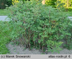 Paeonia delavayi (piwonia Delavaya)