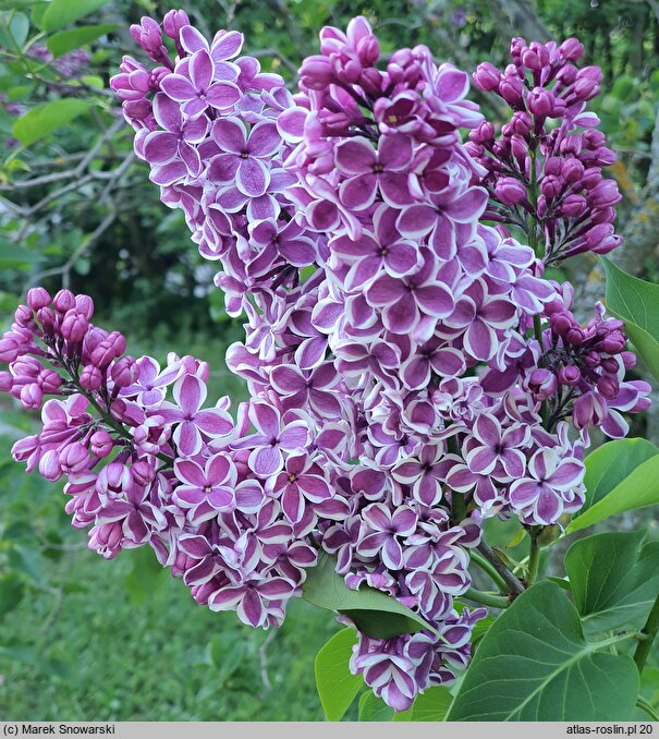 Syringa vulgaris Sensation